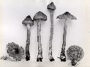 Inocybe fuscodisca image