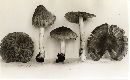 Inocybe fastigiella image