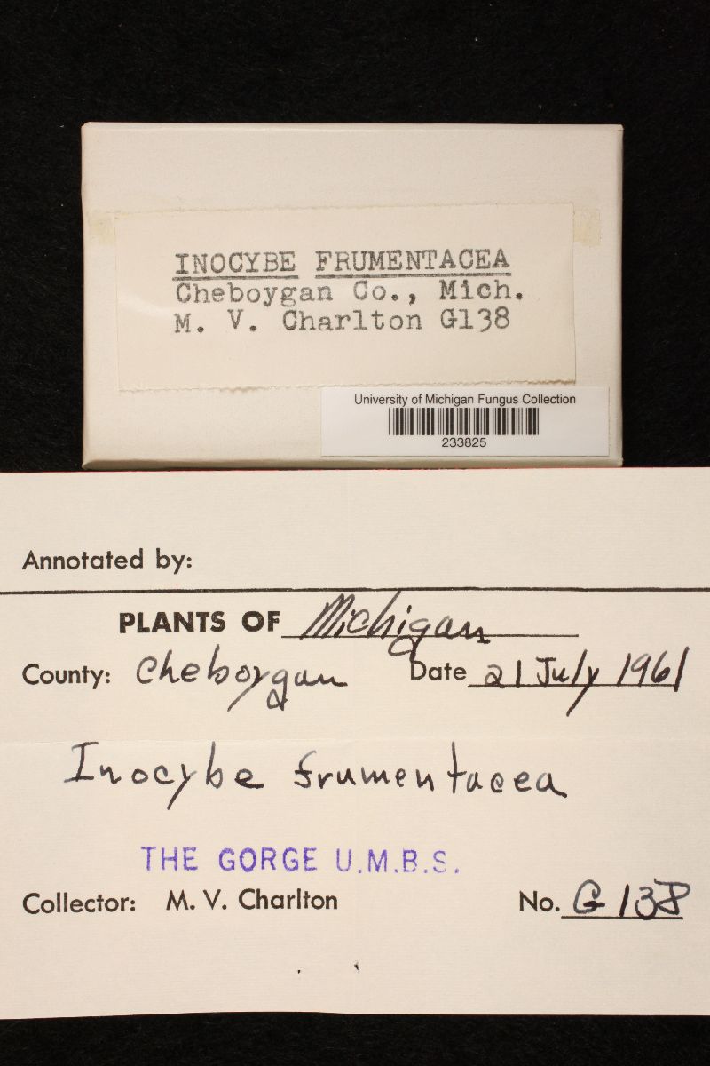 Inocybe frumentacea image