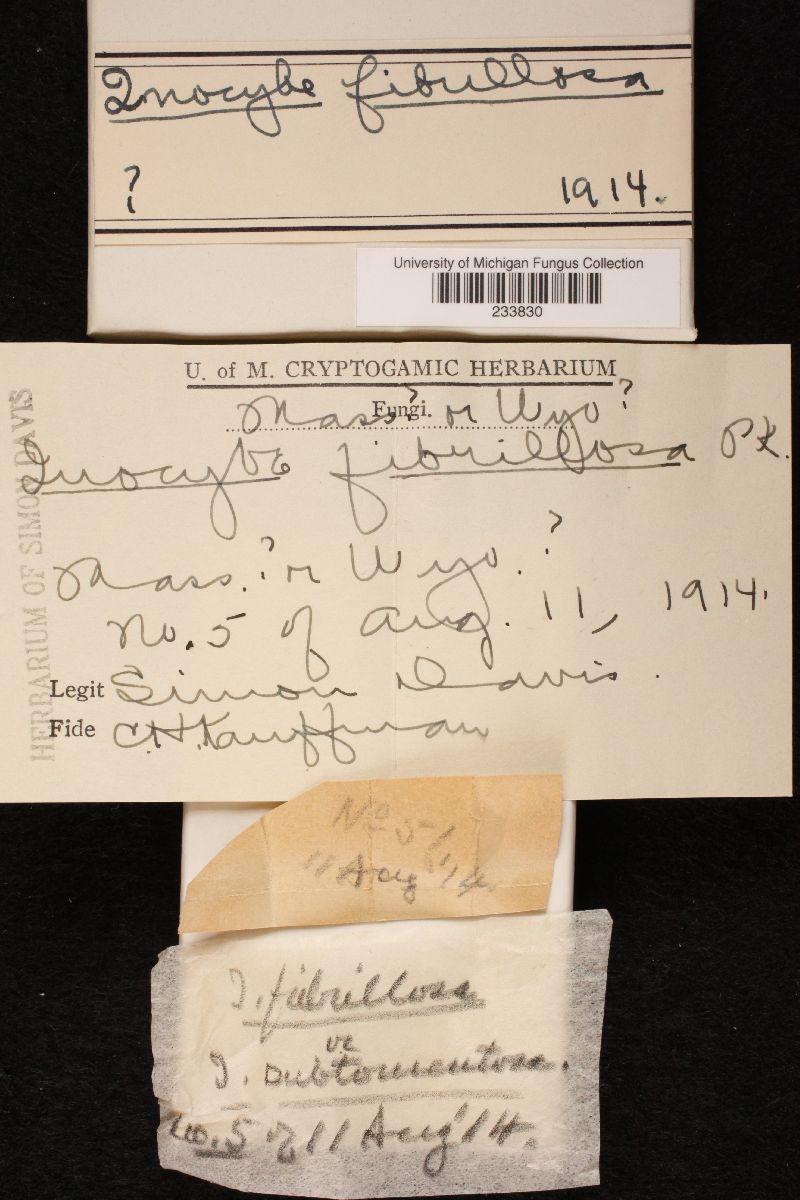 Inocybe fibrillosa image
