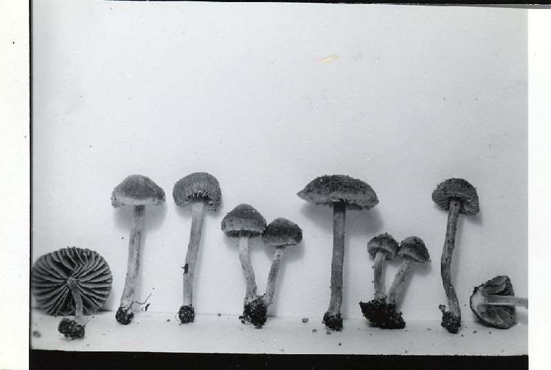 Inocybe fulvella image