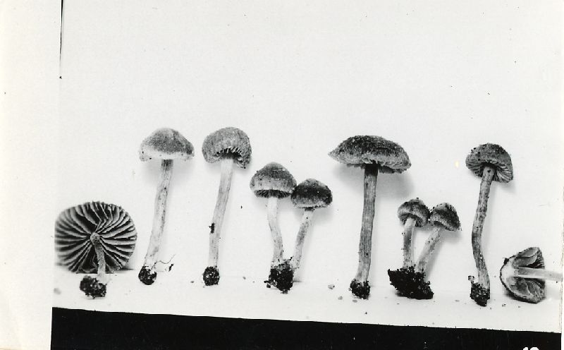 Inocybe fulvella image