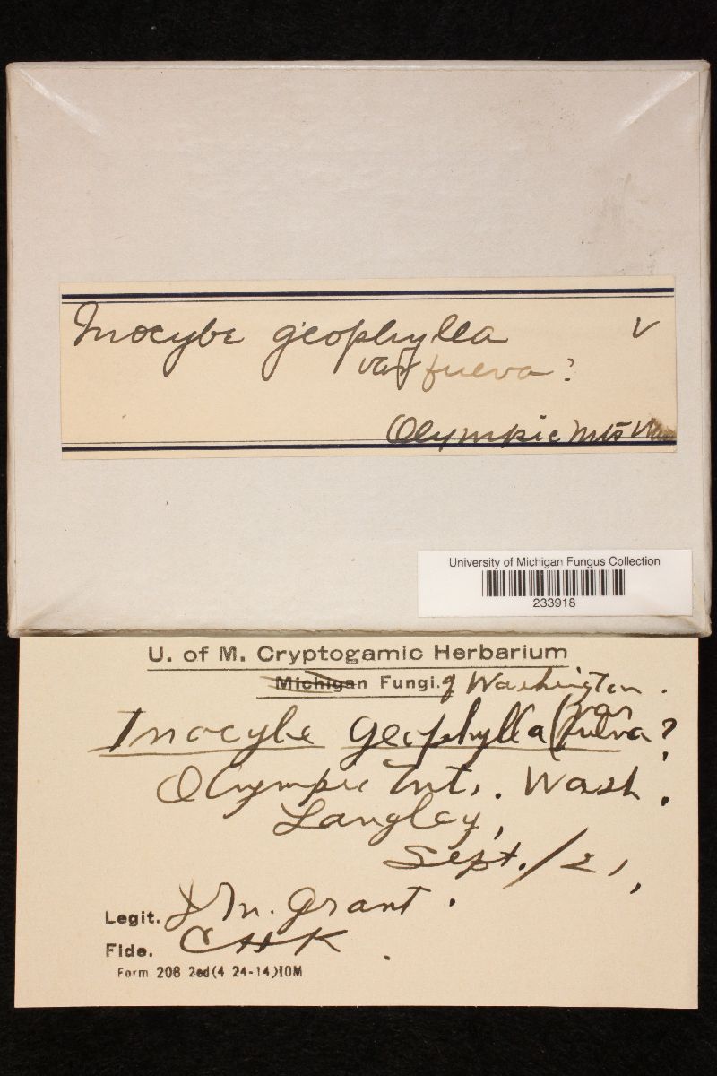 Inocybe geophylla var. fulva image