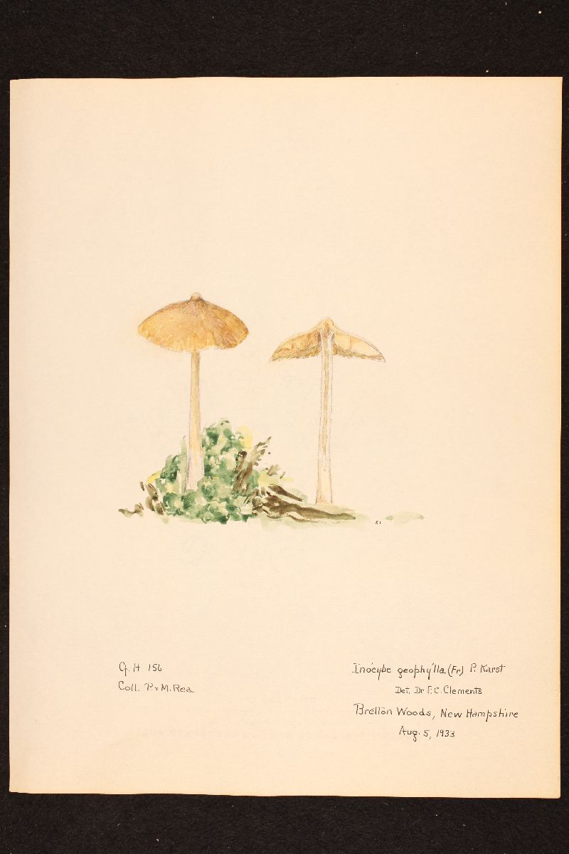 Inocybe geophylla var. lutescens image