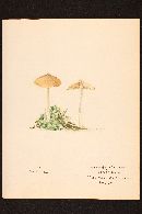 Inocybe geophylla var. lutescens image