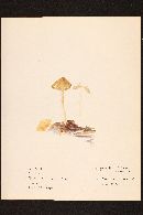 Inocybe geophylla var. lutescens image