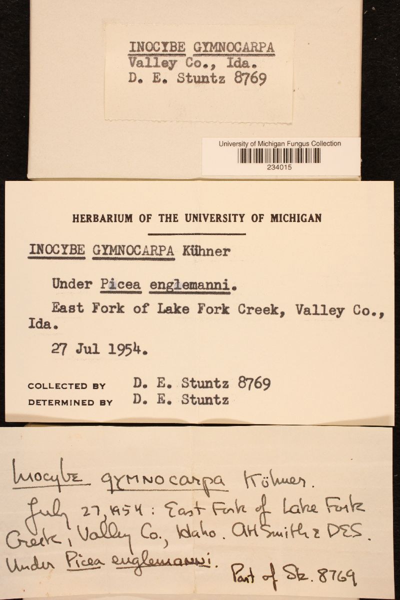 Inocybe gymnocarpa image