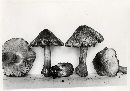 Inocybe adaequata image