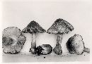 Inocybe adaequata image