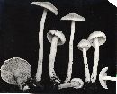 Inocybe kauffmanii image