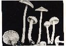 Inocybe kauffmanii image