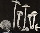 Inocybe kauffmanii image