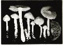 Inocybe kauffmani image