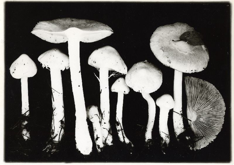 Inocybe kauffmani image
