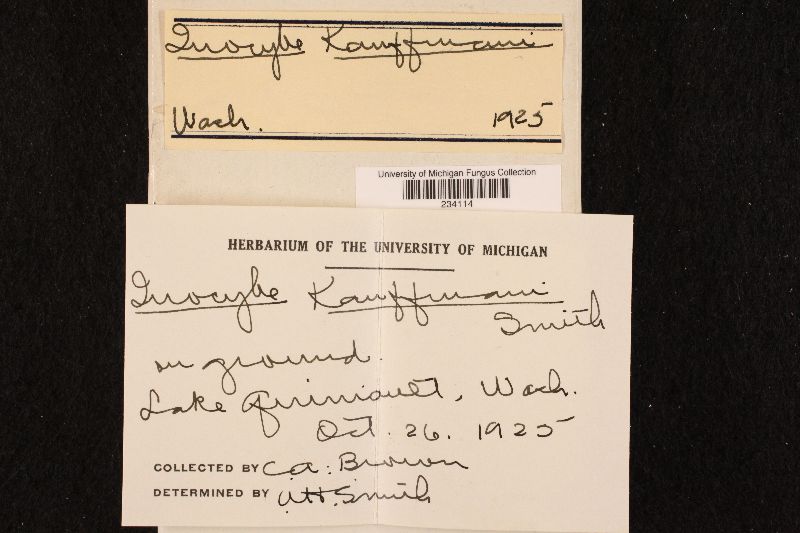 Inocybe kauffmani image