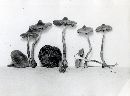 Inocybe lacera image