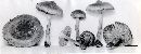 Inocybe lacera image