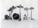 Inocybe lacera image