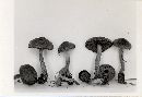 Inocybe lacera image