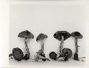 Inocybe lacera image