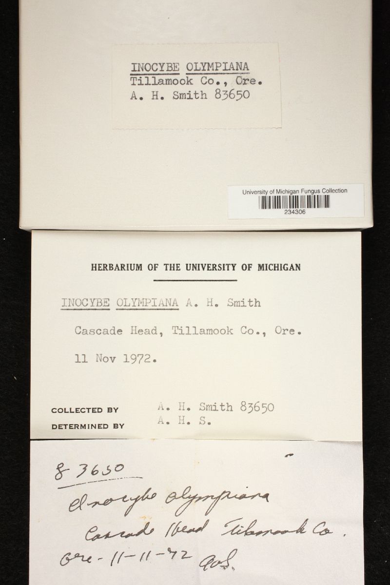 Inocybe olympiana image
