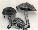 Inocybe olympiana image