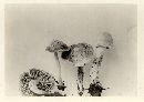 Inocybe lorillardiana image