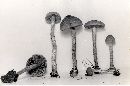 Inocybe lorillardiana image