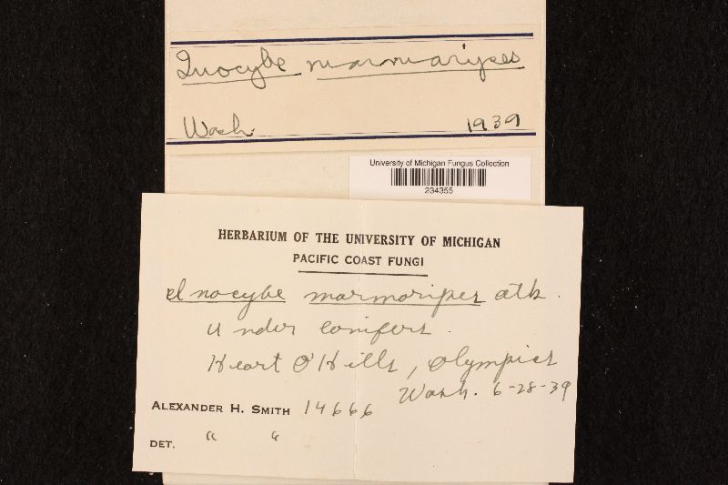 Inocybe marmoripes image