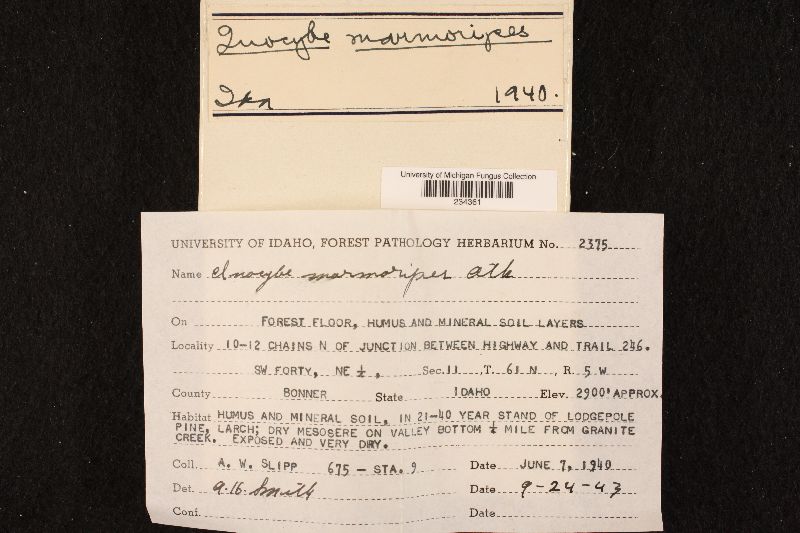 Inocybe marmoripes image