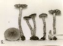 Inocybe lorillardiana image