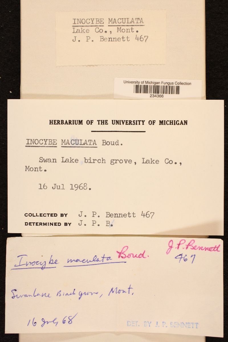 Inocybe maculata image