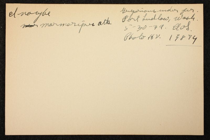 Inocybe marmoripes image