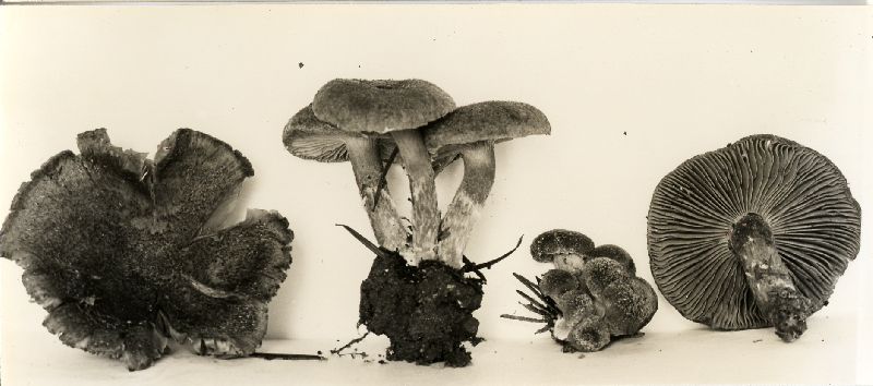 Inocybe marmoripes image