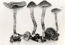 Inocybe lorillardiana image