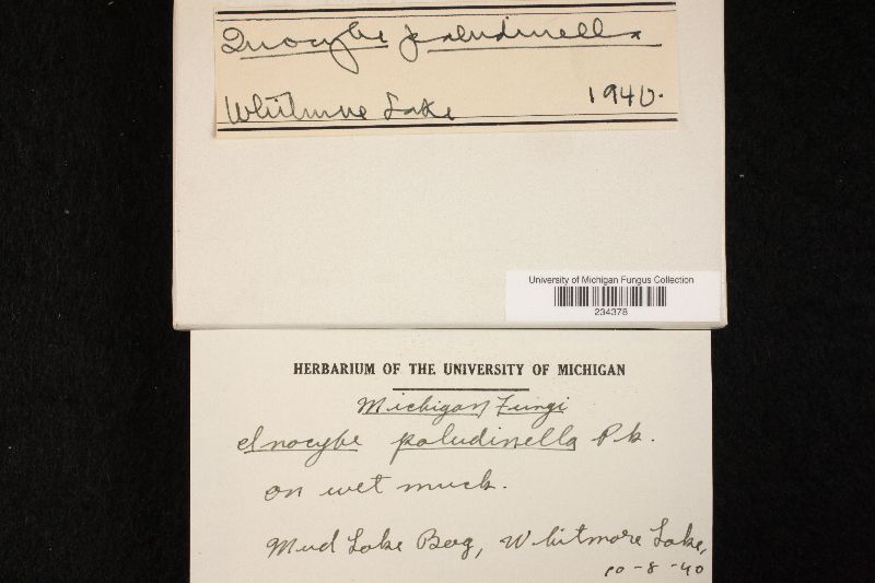 Inocybe paludinella image