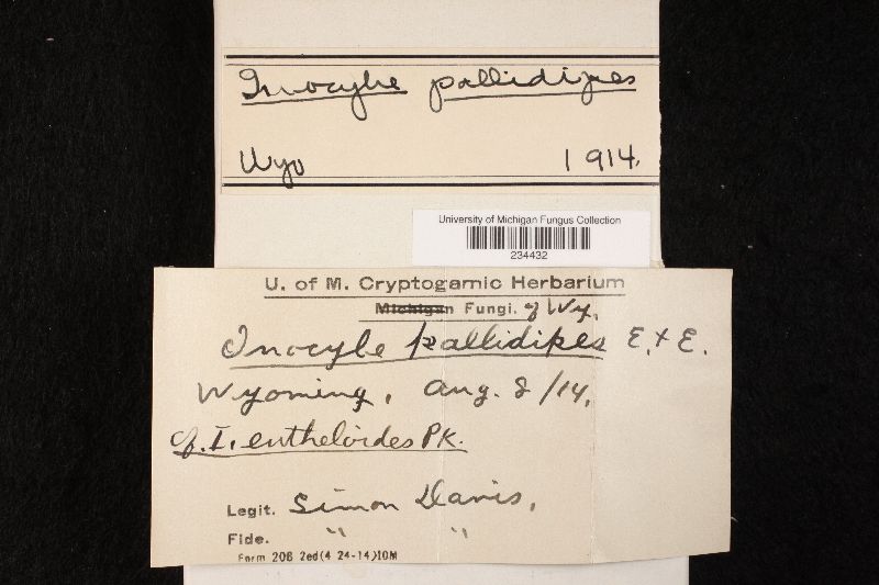 Inocybe pallidipes image