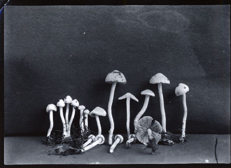 Inocybe paludinella image