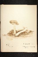 Inocybe pyriodora image