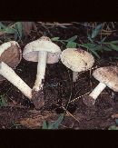 Inocybe pyriodora image