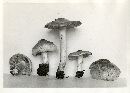 Inocybe pyriodora image