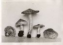 Inocybe pyriodora image