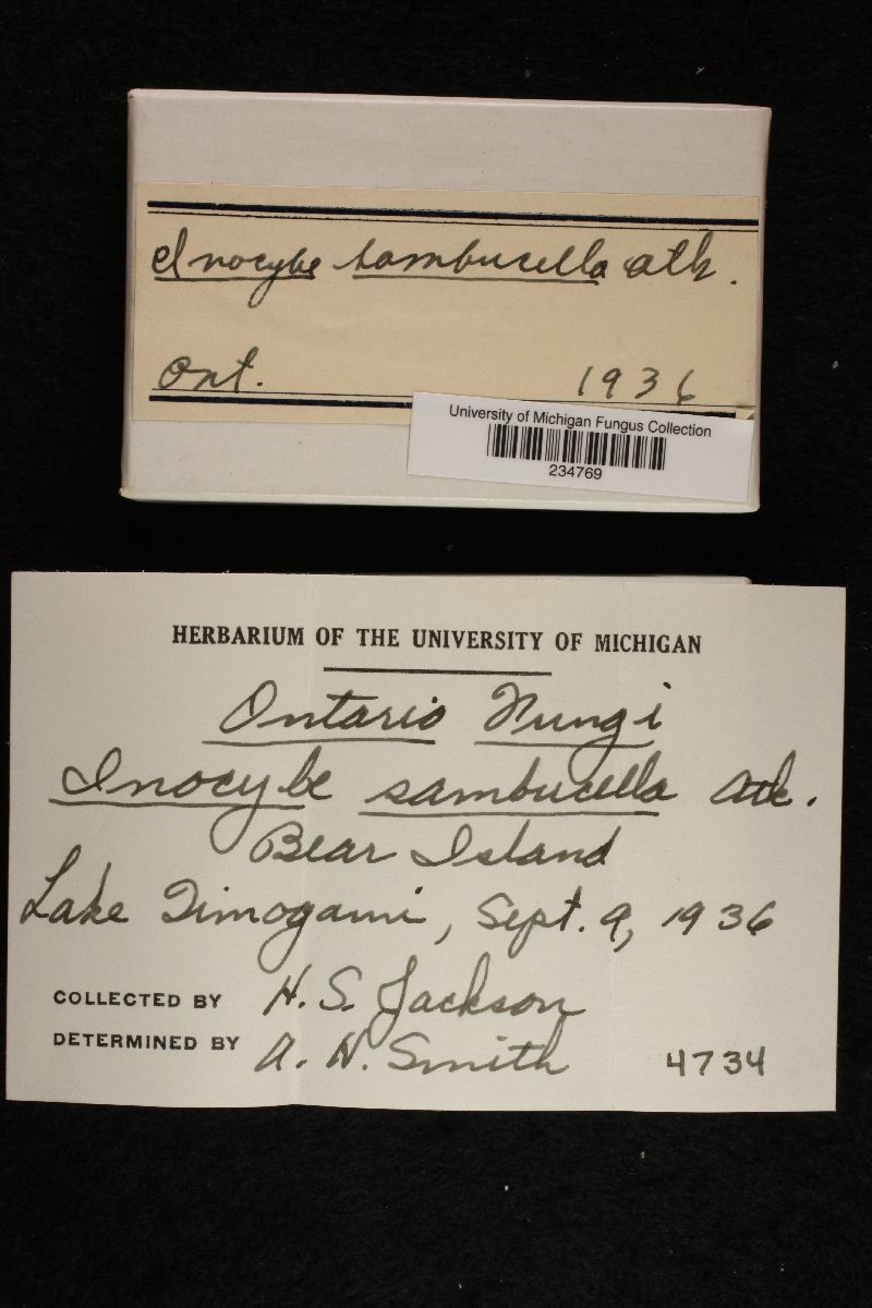 Inocybe sambucella image