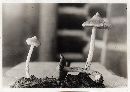 Inocybe sororia image