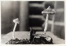 Inocybe sororia image