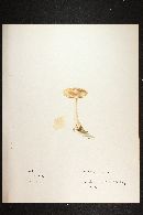 Inocybe sororia image