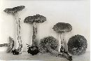 Inocybe sororia image