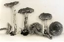 Inocybe sororia image