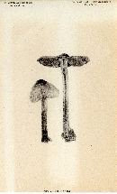 Inocybe repanda image