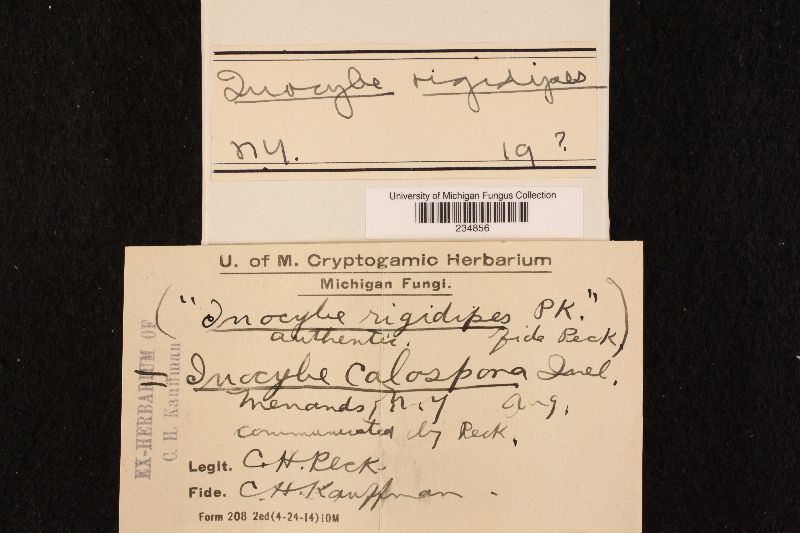 Inocybe rigidipes image